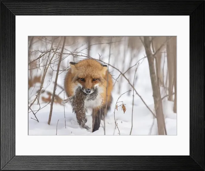 Framed Print : The hunter, red fox with prey, eastern gray squirrel Framed Print : The hunter, red fox with prey, eastern gray squirrel