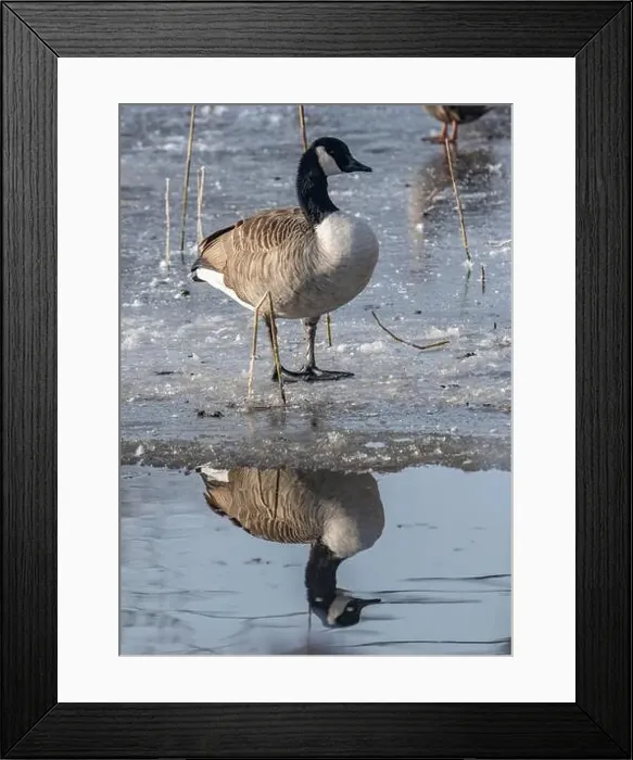 Framed Print : Canada goose in the cold weather Framed Print : Canada goose in the cold weather