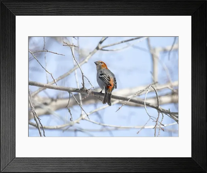 Framed Print : Pine Grosbeak (Pinicola enucleator) perched on a frosty branch Framed Print : Pine Grosbeak (Pinicola enucleator) perched on a frosty branch