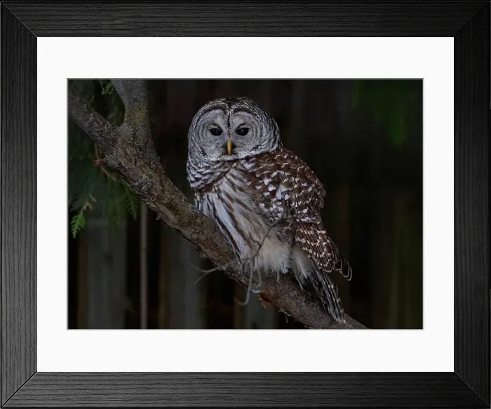 Framed Print : A Barred owl (Strix varia) perched in a tree in the winter forest in Canada Framed Print : A Barred owl (Strix varia) perched in a tree in the winter forest in Canada