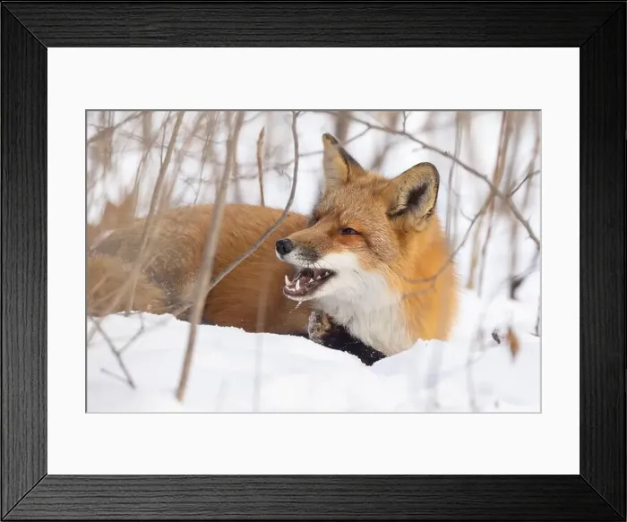 Framed Print : Red fox in harsh Canadian winter Framed Print : Red fox in harsh Canadian winter