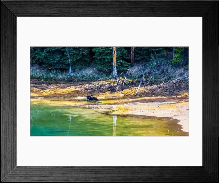 Framed Print : A wild American Black Bear just out of the forest