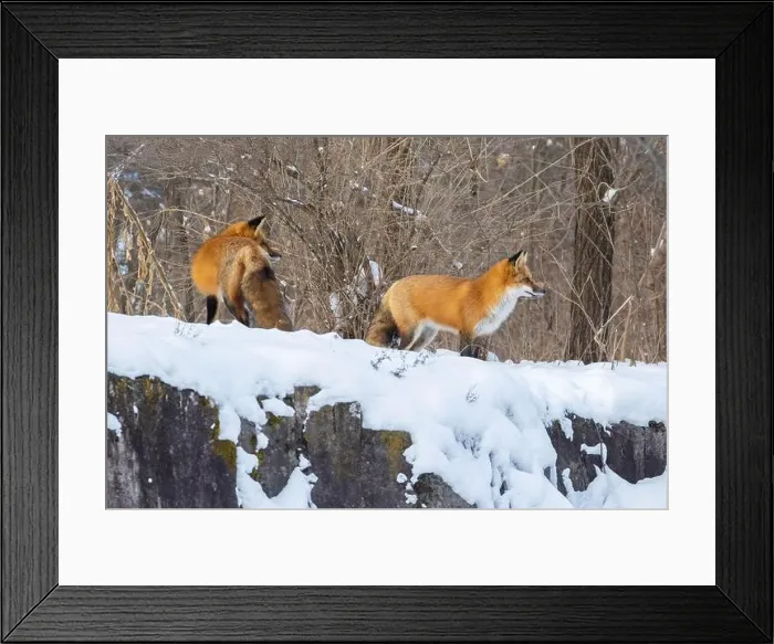 Framed Print : Red fox pair in harsh Canadian winter