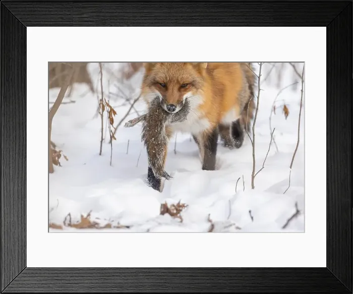 Framed Print : The hunter, red fox with prey, eastern gray squirrel Framed Print : The hunter, red fox with prey, eastern gray squirrel