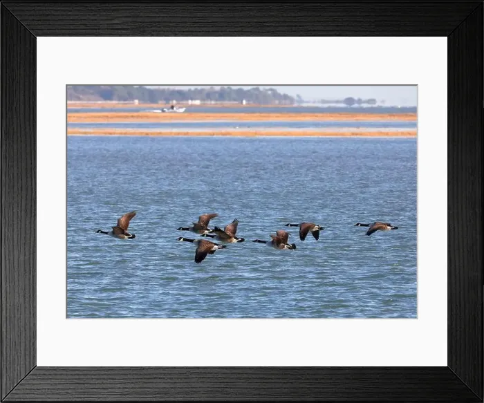 Framed Print : A flock of Canada Geese (branta canadensis) flying in formation from right to left over the sea Framed Print : A flock of Canada Geese (branta canadensis) flying in formation from right to left over the sea