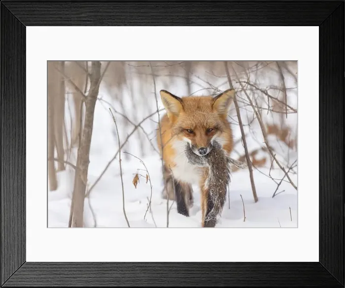 Framed Print : The hunter, red fox with prey, eastern gray squirrel Framed Print : The hunter, red fox with prey, eastern gray squirrel