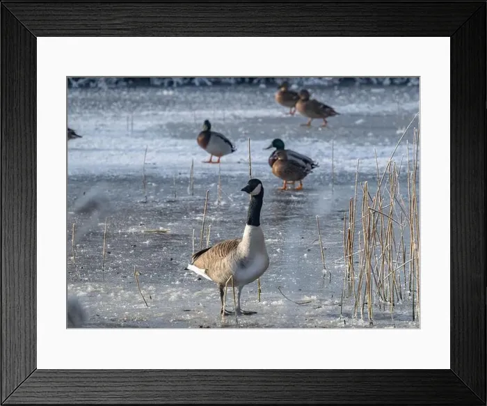 Framed Print : Canada goose in the cold weather Framed Print : Canada goose in the cold weather