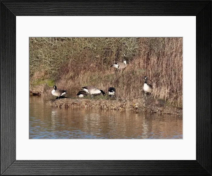 Framed Print : Six Canada Geese (branta canadensis) standing in reeds at the side of the water Framed Print : Six Canada Geese (branta canadensis) standing in reeds at the side of the water