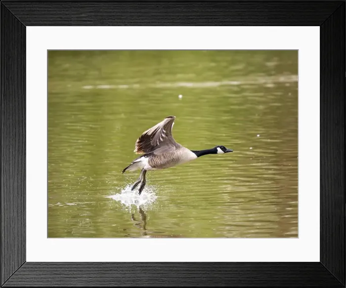Framed Print : Canada Goose Taking Off on a Lake Framed Print : Canada Goose Taking Off on a Lake