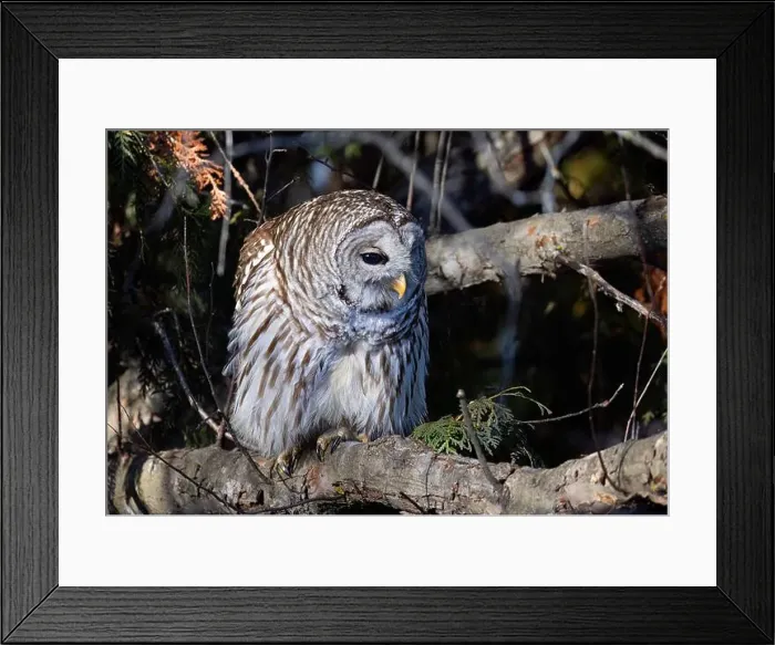 Framed Print : A Barred owl (Strix varia) perched in a tree in the winter forest in Canada Framed Print : A Barred owl (Strix varia) perched in a tree in the winter forest in Canada