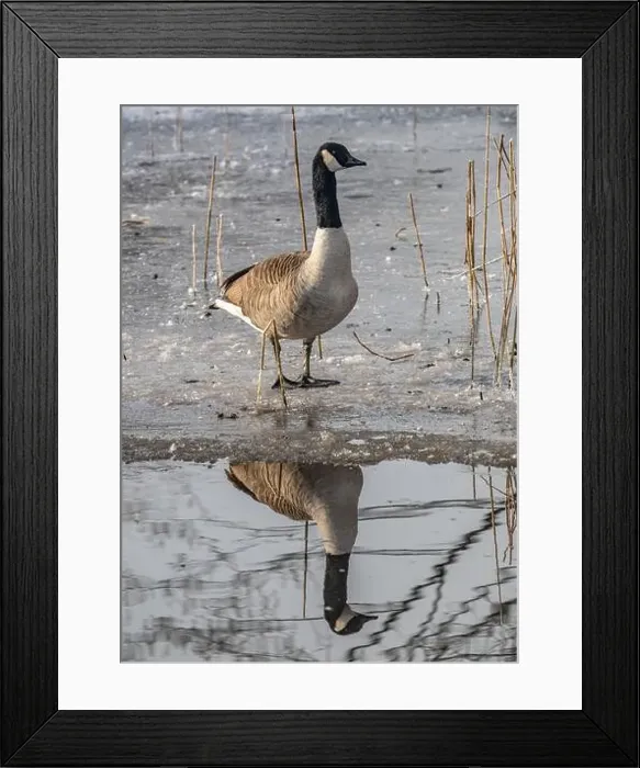 Framed Print : Canada goose in the cold weather Framed Print : Canada goose in the cold weather