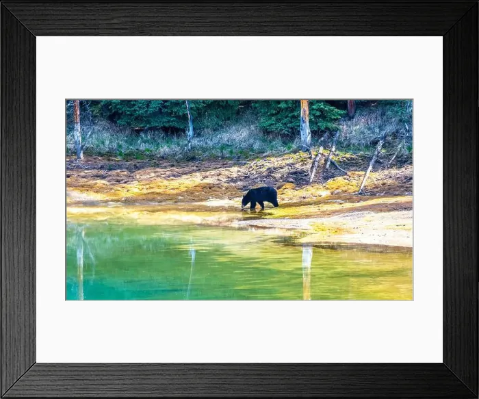 Framed Print : A wild American Black Bear just out of the forest
