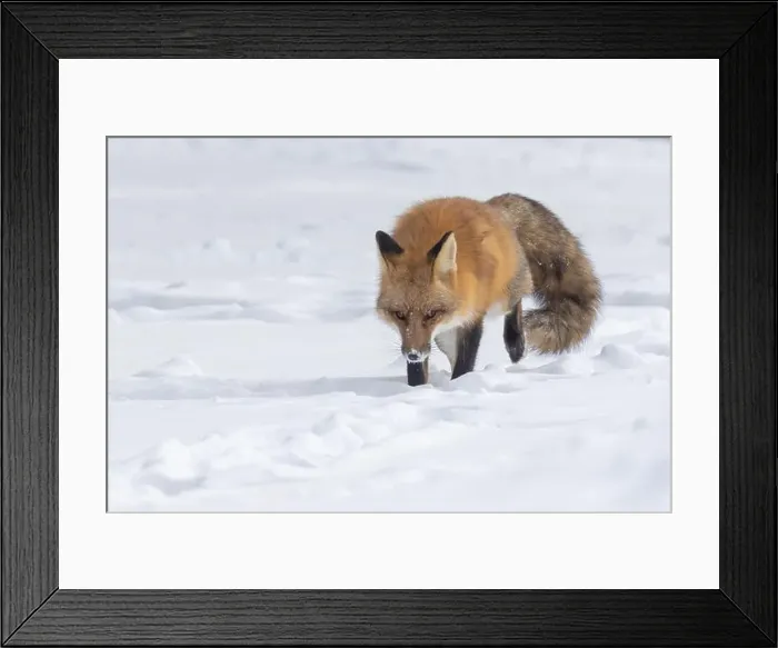 Framed Print : Red fox in harsh Canadian winter Framed Print : Red fox in harsh Canadian winter