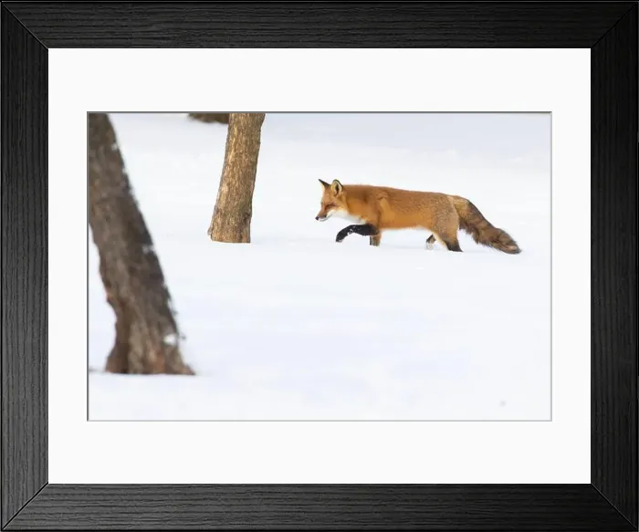 Framed Print : Red fox in harsh Canadian winter Framed Print : Red fox in harsh Canadian winter