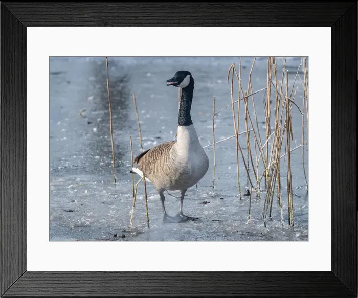 Framed Print : Canada goose in the cold weather Framed Print : Canada goose in the cold weather