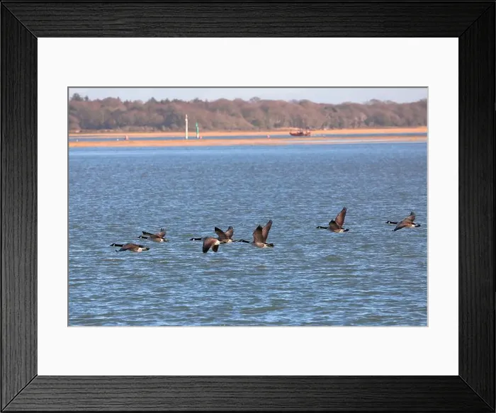 Framed Print : A flock of Canada Geese (branta canadensis) flying in formation from right to left over the sea Framed Print : A flock of Canada Geese (branta canadensis) flying in formation from right to left over the sea