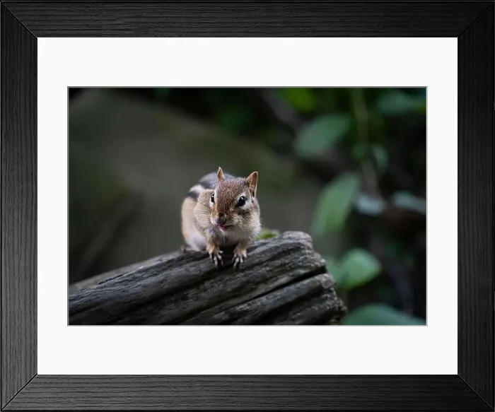 Framed Print : A cute brown chipmunk on a piece of wood, looking for food in a conservation park Framed Print : A cute brown chipmunk on a piece of wood, looking for food in a conservation park