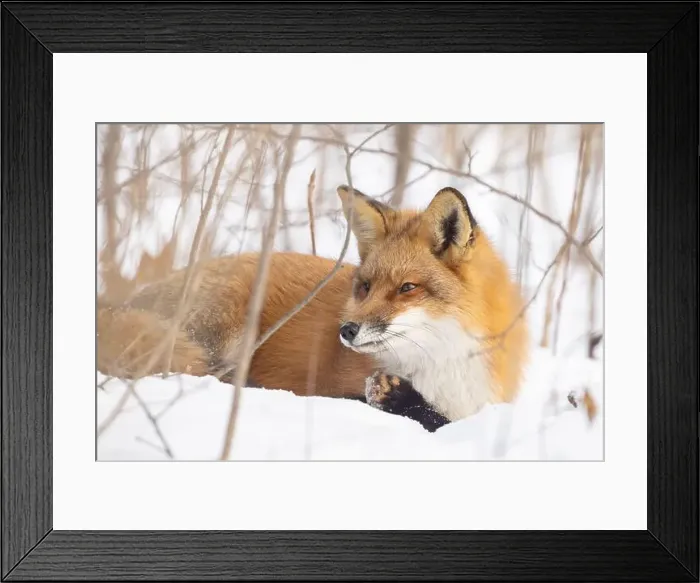 Framed Print : Red fox in harsh Canadian winter Framed Print : Red fox in harsh Canadian winter