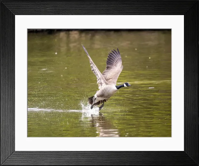 Framed Print : Canada Goose Taking Off on a Lake Framed Print : Canada Goose Taking Off on a Lake