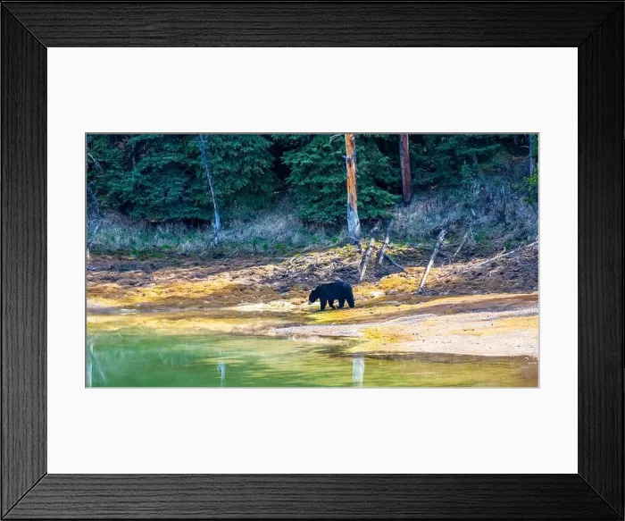 Framed Print : A wild American Black Bear just out of the forest