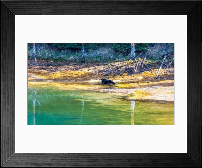 Framed Print : A wild American Black Bear just out of the forest Framed Print : A wild American Black Bear just out of the forest