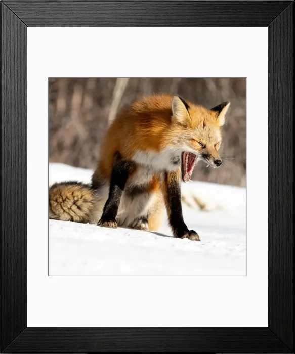 Framed Print : Red fox (Vulpes vulpes) caught in mid-yawn framed by a snowy landscape Framed Print : Red fox (Vulpes vulpes) caught in mid-yawn framed by a snowy landscape