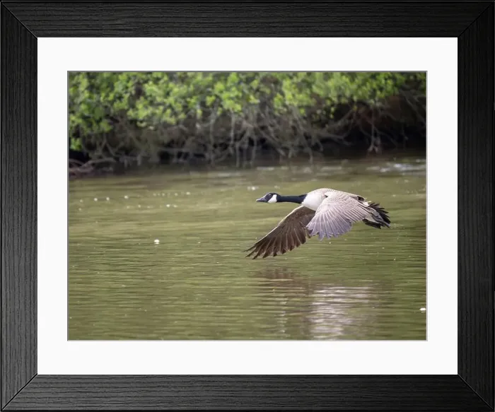 Framed Print : Canada Goose Taking Off on a Lake Framed Print : Canada Goose Taking Off on a Lake