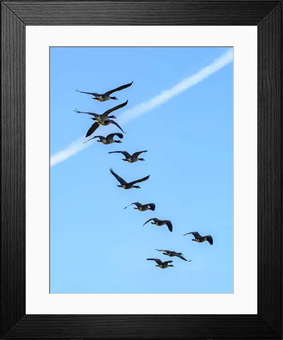 Framed Print : Flock of Canada Geese flying over early morning on the Somerset Levels Framed Print : Flock of Canada Geese flying over early morning on the Somerset Levels