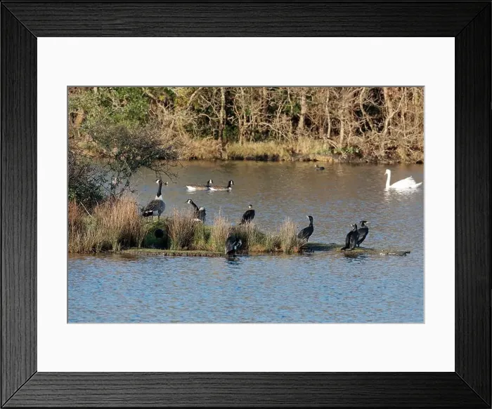 Framed Print : Five cormorants and two Canada geese standing on an island; two more Canada geese Framed Print : Five cormorants and two Canada geese standing on an island; two more Canada geese