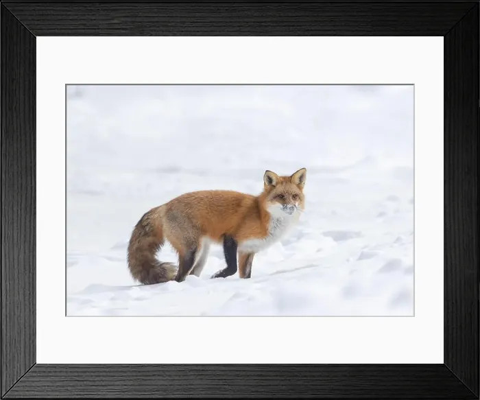 Framed Print : Red fox in harsh Canadian winter Framed Print : Red fox in harsh Canadian winter
