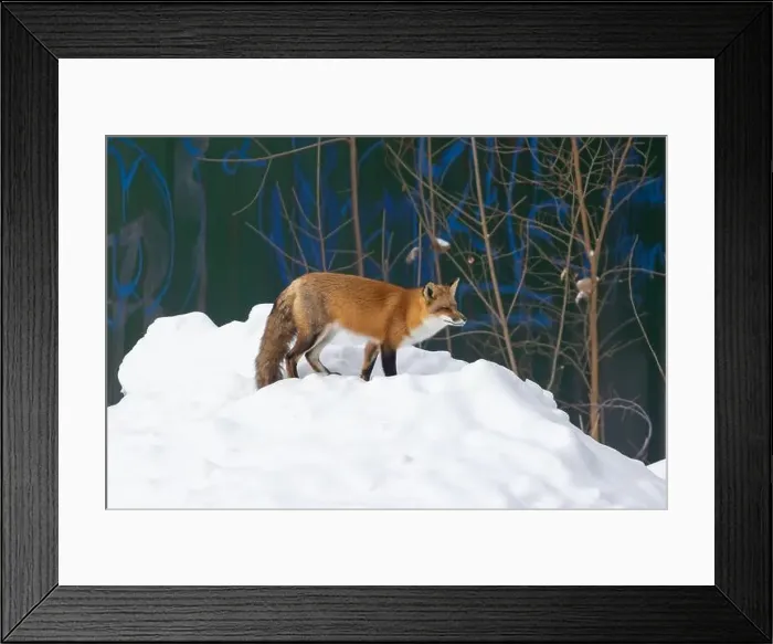 Framed Print : Urban fox in front of graffiti wall Framed Print : Urban fox in front of graffiti wall