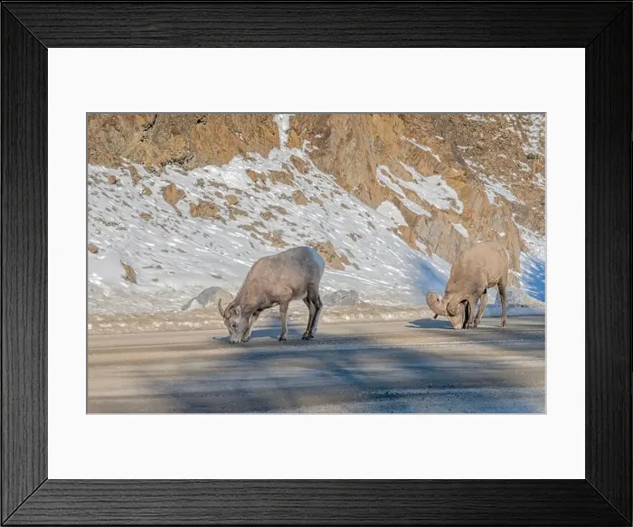 Framed Print : Rocky Mountain Sheep (Ovis canadensis) lick road salt in Banff National Park, Alberta, Canada Framed Print : Rocky Mountain Sheep (Ovis canadensis) lick road salt in Banff National Park, Alberta, Canada