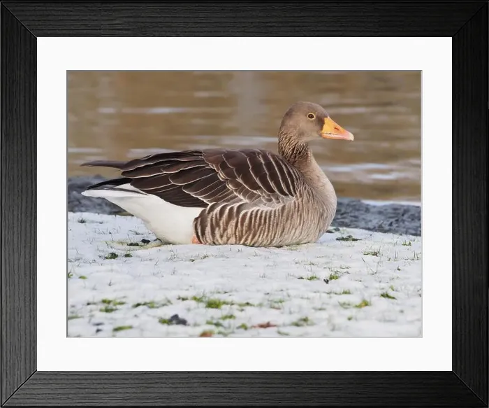 Framed Print : Canadian goose (branta canadensis) sitting in the snow next the pond in the Rheinaue park in Bonn, Germany Framed Print : Canadian goose (branta canadensis) sitting in the snow next the pond in the Rheinaue park in Bonn, Germany