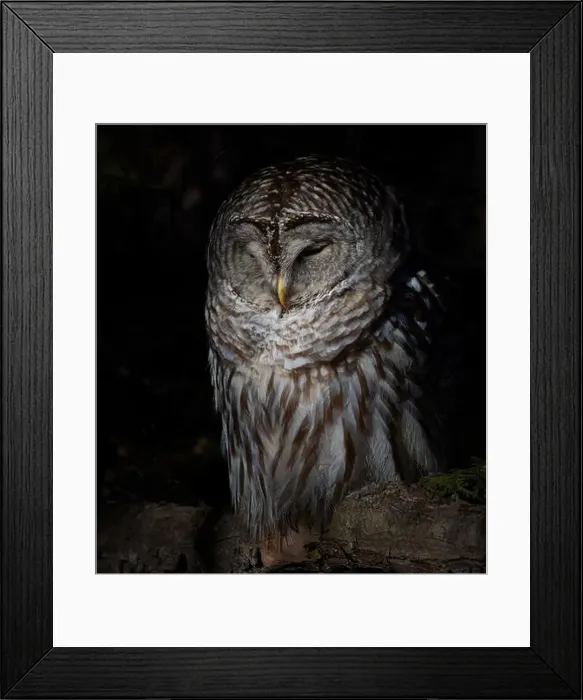 Framed Print : A Barred owl (Strix varia) perched in a tree in the winter forest in Canada Framed Print : A Barred owl (Strix varia) perched in a tree in the winter forest in Canada