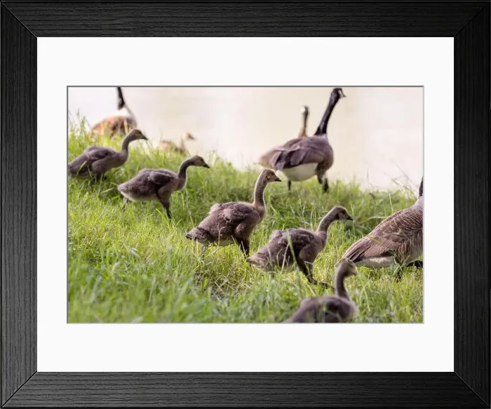 Framed Print : A group of goslings walks and grazes on a grassy riverbank Framed Print : A group of goslings walks and grazes on a grassy riverbank