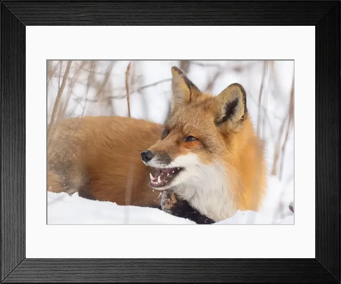 Framed Print : Red fox in harsh Canadian winter Framed Print : Red fox in harsh Canadian winter