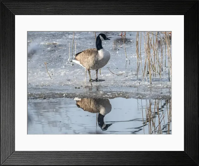 Framed Print : Canada goose in the cold weather Framed Print : Canada goose in the cold weather