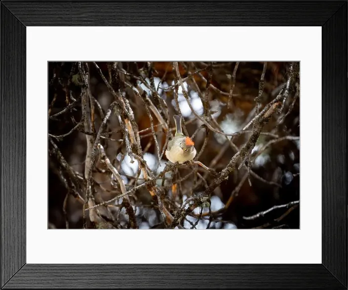 Framed Print : Ruby Crowned Kinglet standing on a forest branch looking at photographer in Banff National Park Canada Framed Print : Ruby Crowned Kinglet standing on a forest branch looking at photographer in Banff National Park Canada