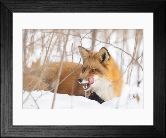 Framed Print : Red fox in harsh Canadian winter Framed Print : Red fox in harsh Canadian winter