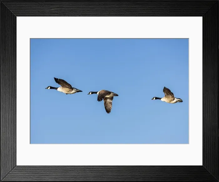 Framed Print : Looking up at Canada Geese flying in Sussex, against a blue sky Framed Print : Looking up at Canada Geese flying in Sussex, against a blue sky