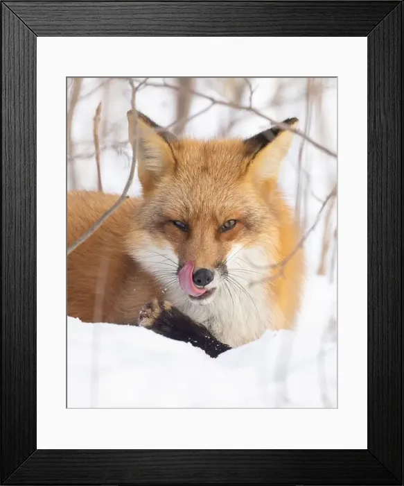 Framed Print : Red fox in harsh Canadian winter Framed Print : Red fox in harsh Canadian winter