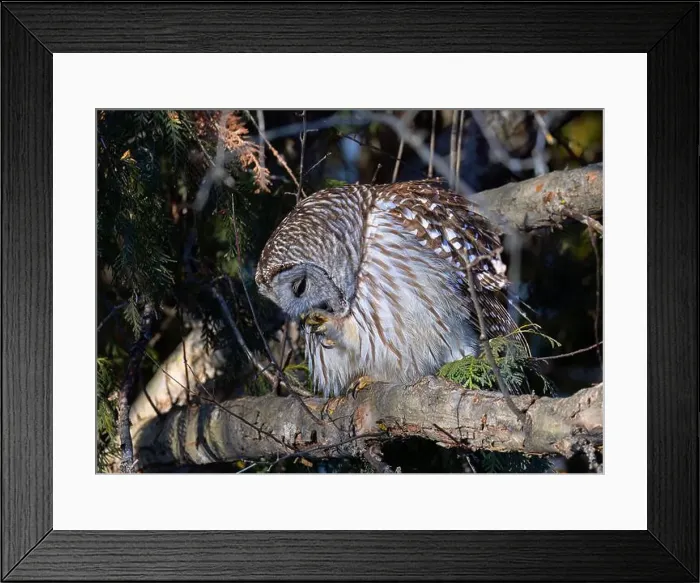 Framed Print : A Barred owl (Strix varia) perched in a tree cleaning its claws in the winter forest in Canada Framed Print : A Barred owl (Strix varia) perched in a tree cleaning its claws in the winter forest in Canada