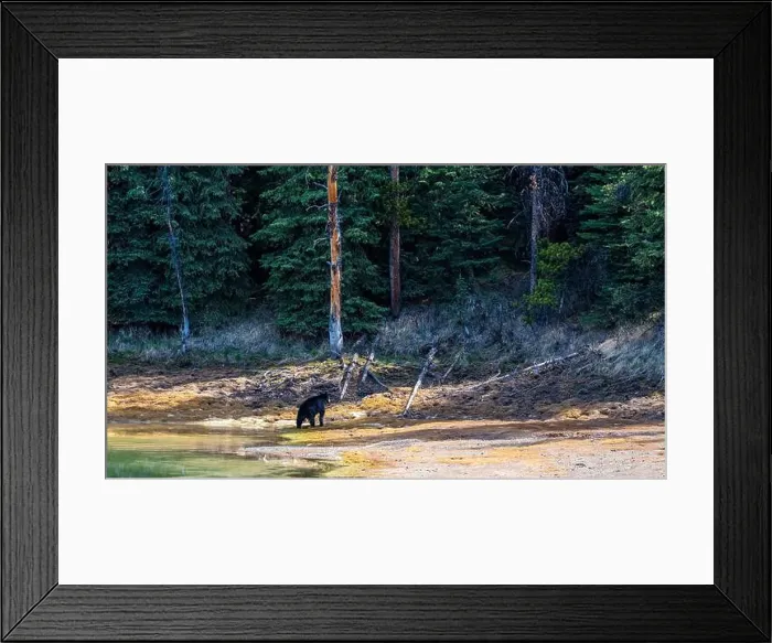 Framed Print : A wild American Black Bear just out of the forest Framed Print : A wild American Black Bear just out of the forest