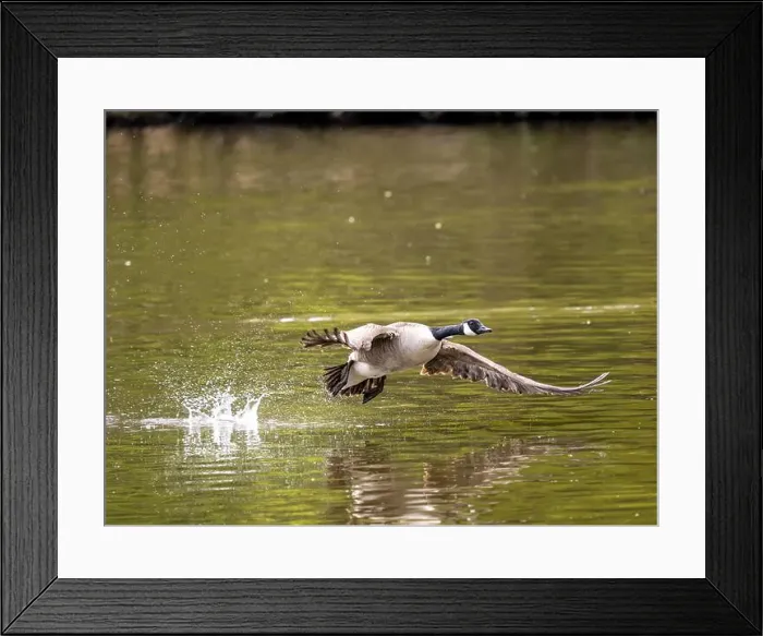 Framed Print : Canada Goose Taking Off on a Lake Framed Print : Canada Goose Taking Off on a Lake