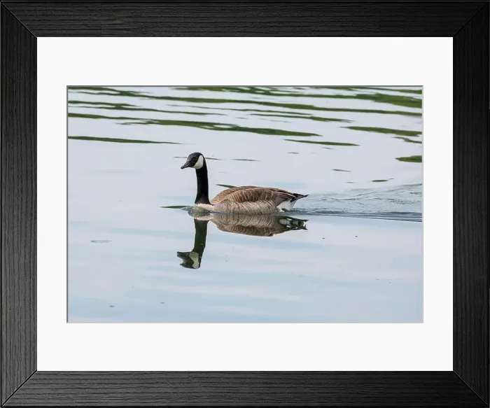 Framed Print : Germany, North Rhine-Westphalia, Ruhr area, Essen, Lake Baldenay, Canada goose (Branta canadensis) Framed Print : Germany, North Rhine-Westphalia, Ruhr area, Essen, Lake Baldenay, Canada goose (Branta canadensis)