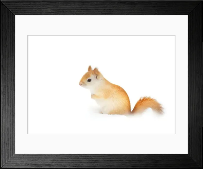 Framed Print : White squirrel (leucistic red squirrel) standing in the snow on a cold winter morning in Canada Framed Print : White squirrel (leucistic red squirrel) standing in the snow on a cold winter morning in Canada