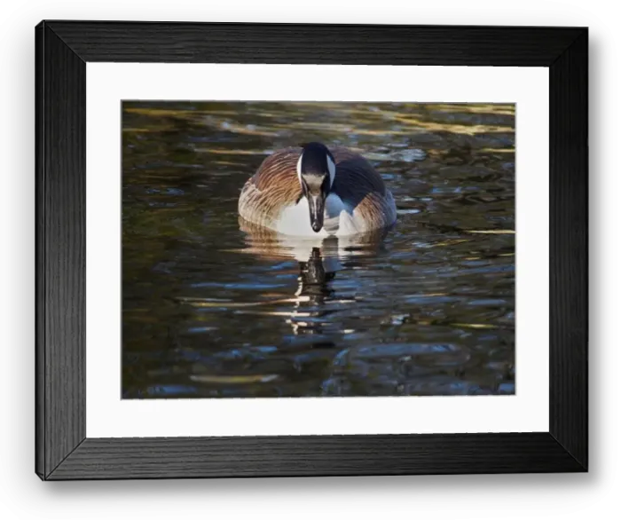 Framed Print : Frontal view of a foraging canadian goose (branta canadensis) on the pond in the Rheinaue park in Bonn Framed Print : Frontal view of a foraging canadian goose (branta canadensis) on the pond in the Rheinaue park in Bonn