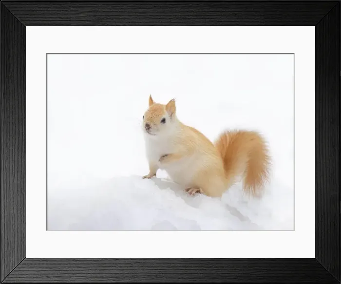 Framed Print : White squirrel (leucistic red squirrel) standing in the snow on a cold winter morning in Canada Framed Print : White squirrel (leucistic red squirrel) standing in the snow on a cold winter morning in Canada