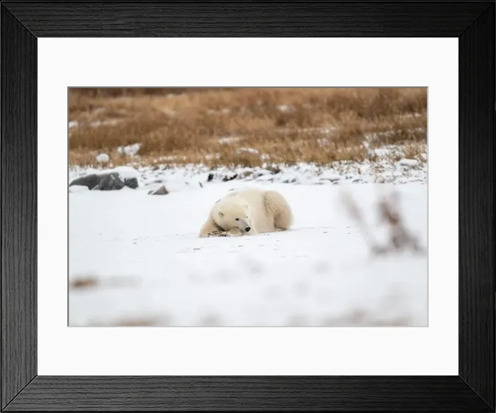 Framed Print : A young polar bear laying down and resting on snow covered ground hear the shore of Hudson Bay outside of Churchill Framed Print : A young polar bear laying down and resting on snow covered ground hear the shore of Hudson Bay outside of Churchill