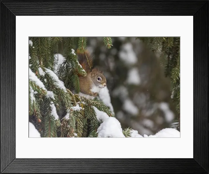 Framed Print : American red squirrel (Tamiasciurus hudsonicus) feeding in winter Framed Print : American red squirrel (Tamiasciurus hudsonicus) feeding in winter